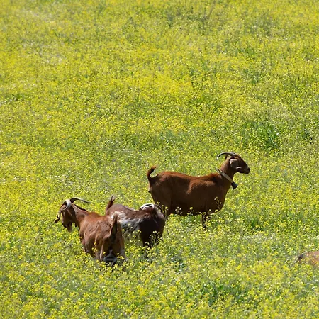 Miranda Roshi Apartment
