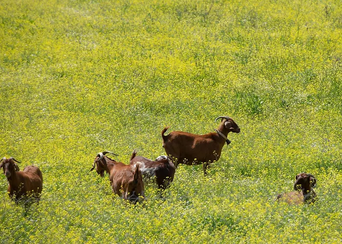 Miranda Roshi Апартаменты