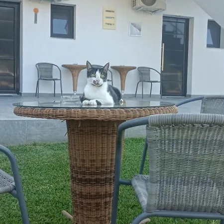 Miranda Roshi Toroni